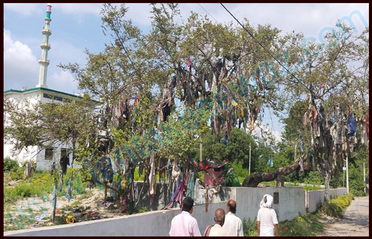 Plum Tree in Saran